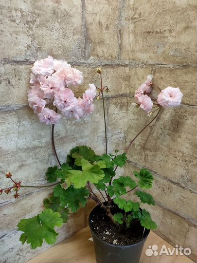 Пеларгонии зонартики