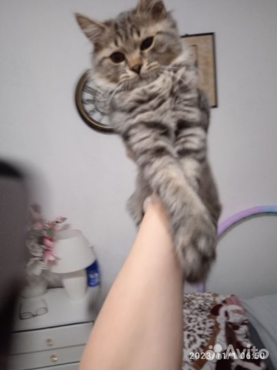 Кот