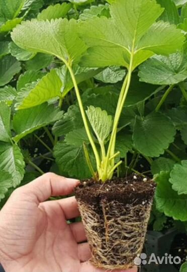 Продам саженцы клубники