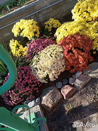 Цветы хризантемы голландской селекции -мультифлора