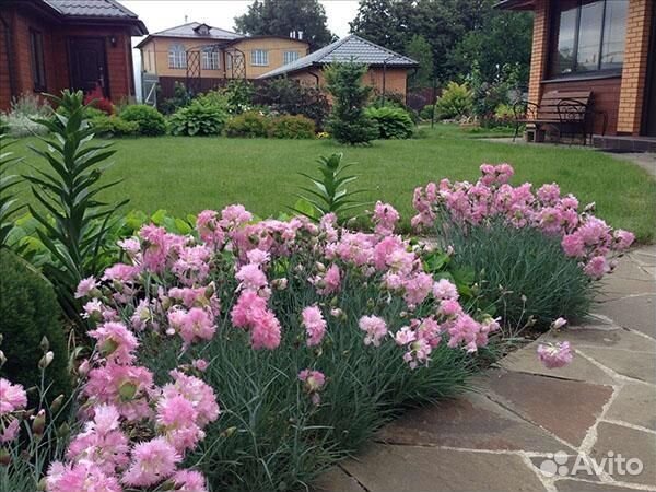 Гвоздика садовая