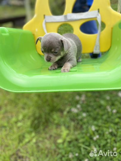 Лиловые и шоколадные щенки чихуахуа