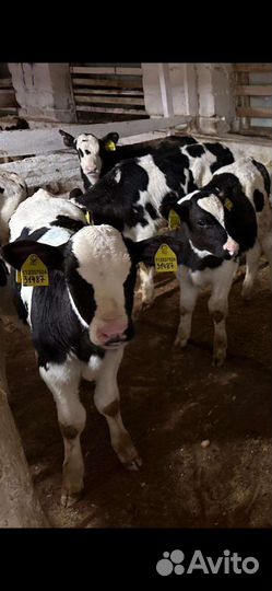 Телята бычки холмогорской породы