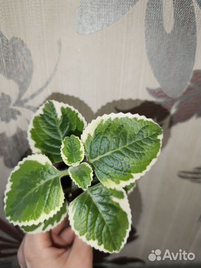 Плектрантус (комнатная мята)