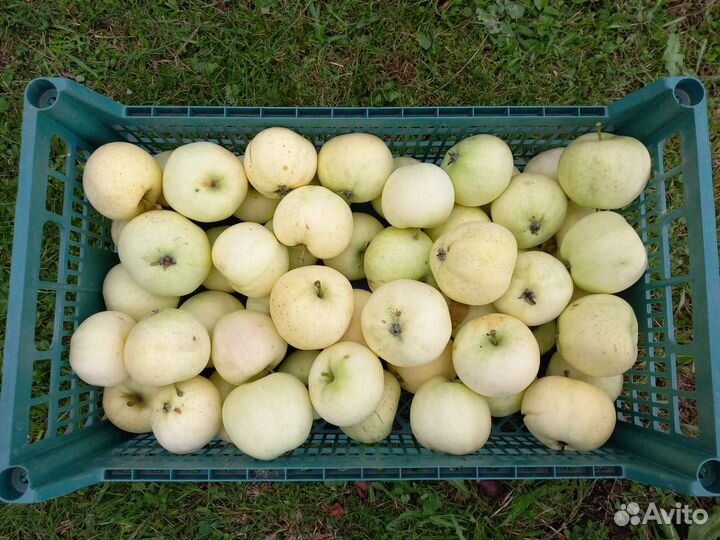 Яблоки садовые