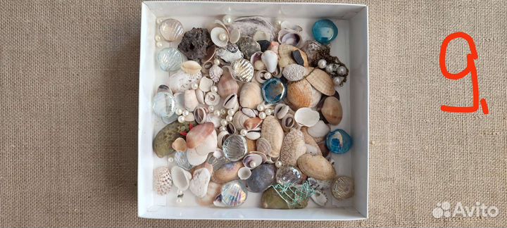 Морские ракушки и кораллы