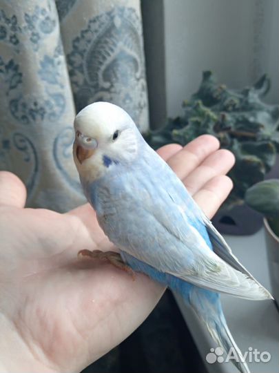 Птенцы волнистый попугай