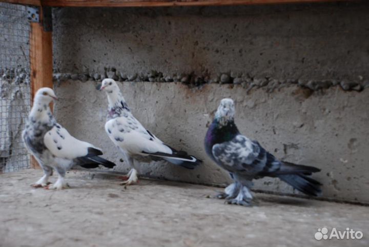 Голуби статные и бойные