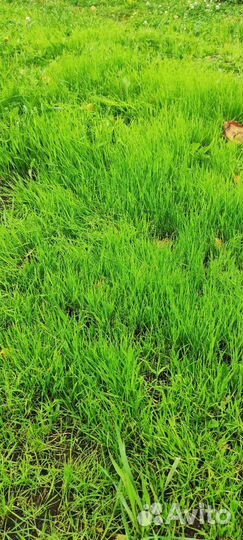 Семена газонной травы