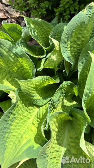 Хоста в ассортименте