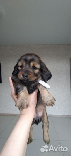 Длинношерстная такса