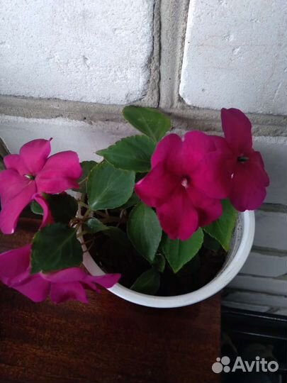 Бальзамины сортовые