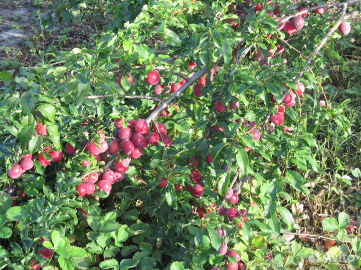 Саженцы Питомник растений 