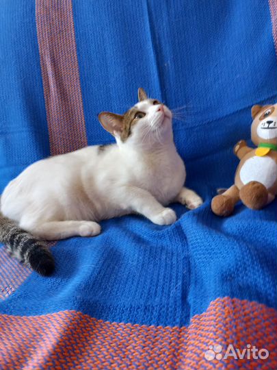 Кастрированный котик