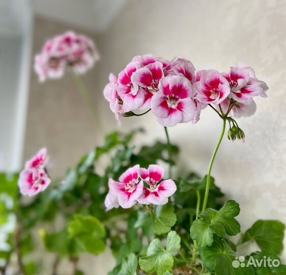 Пеларгонии сортовые