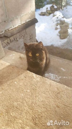 Отдам в добрые руки