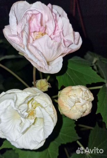 Гибискус мутабилис изменчивый