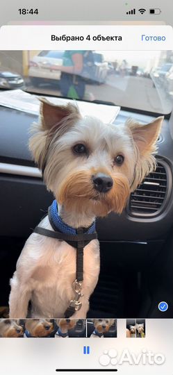 Йоркширский терьер