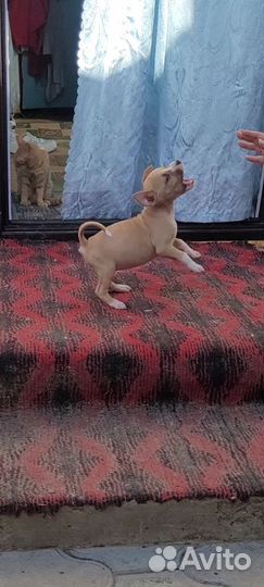 Стаффордширский терьер