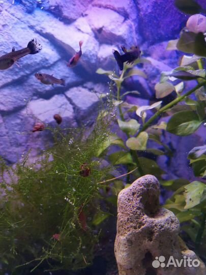 Аквариум с рыбками и креветками