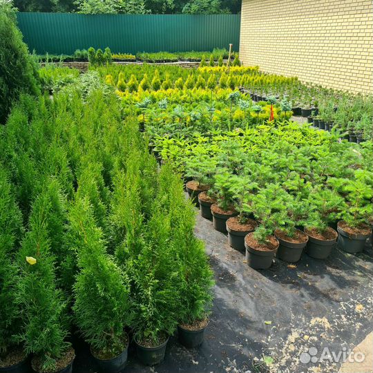 Туя Смарагд