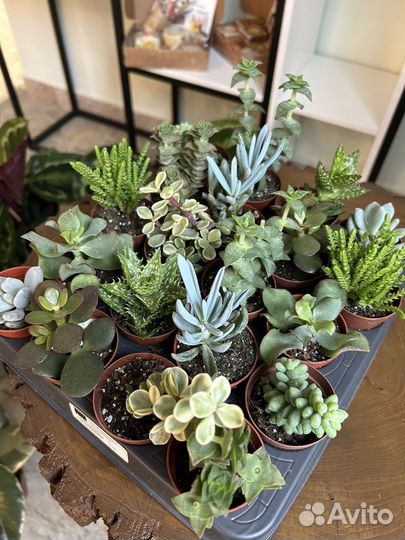 Комнатные цветы