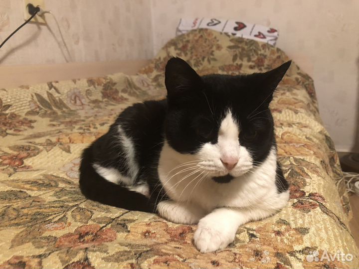 Кошка