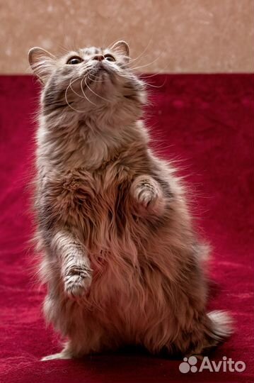 Я красивая, но вредная и оттого ненужная никому