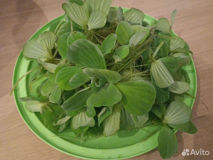 Гигантская пистия