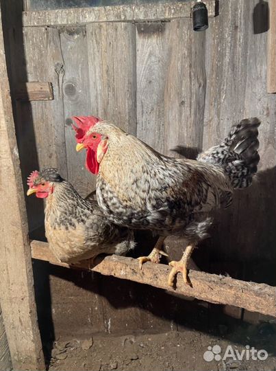 Инкубационное яйцо