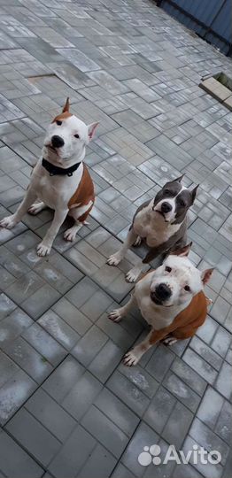 Передержка собак