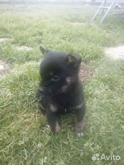 Щенки немецкой овчарки в добрые руки