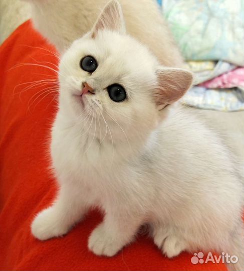Шикарные котята
