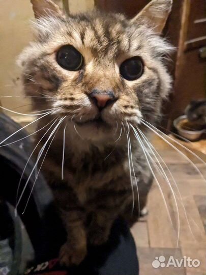 Отдам кота бесплатно