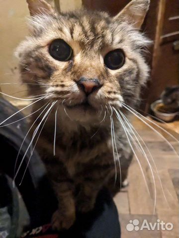 Отдам кота бесплатно