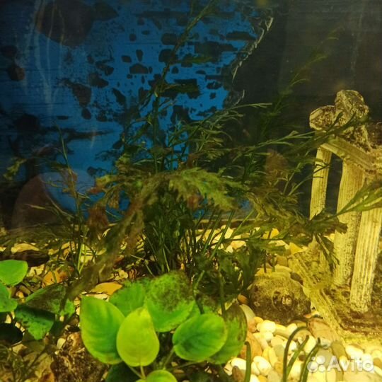 Аквариум на 100 литров