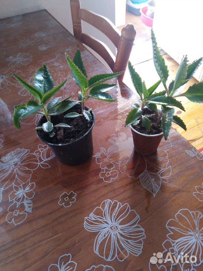 Каланхоэ лечебное