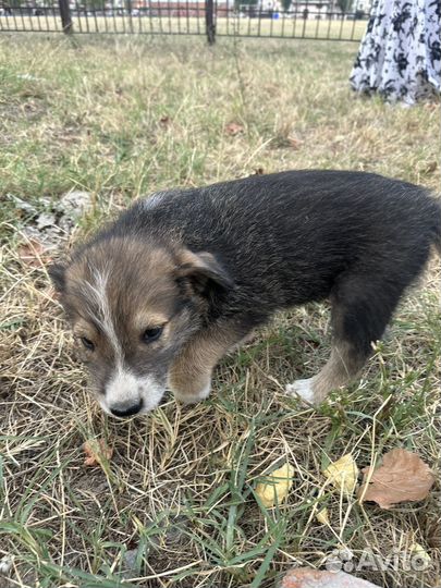 Щенки в добрые руки