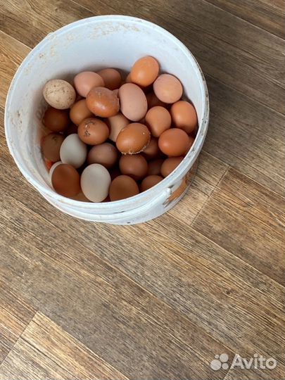 Домашние куриные яйца