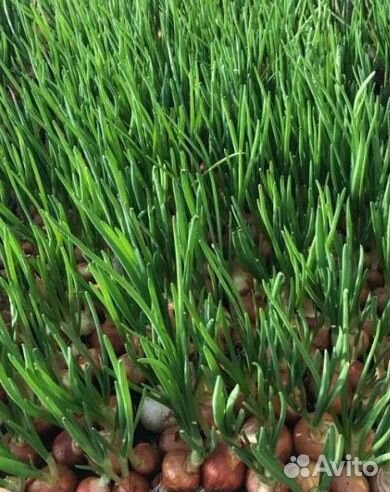 Штудгарт на перо