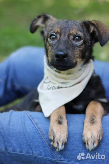 Щенок в добрые руки бесплатно маленький