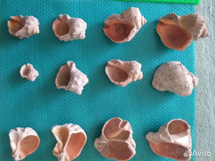 Морские ракушки раковины