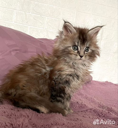 Котята мейн-кун полидакт