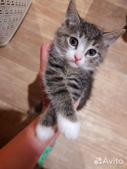 Котёнок бесплатно в добрые руки