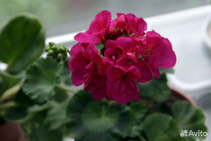 Пеларгония герань