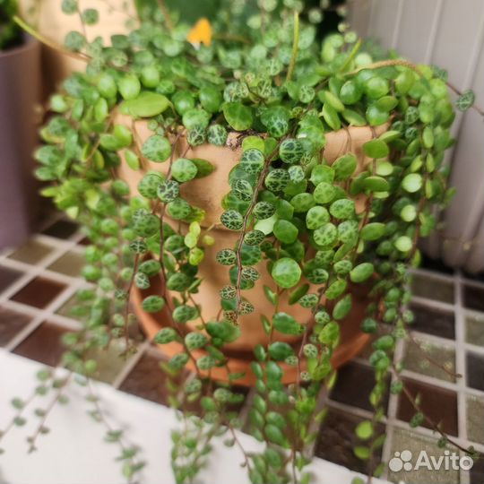 Перепромия протирать, черенки