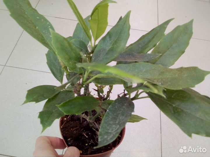 Кофе арав/Аукуба /Лавр /Фикус лиров,каучук/Руэллия