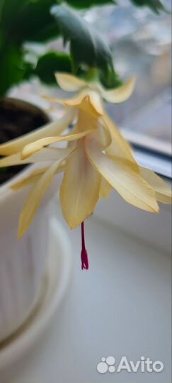 Декабрист шлюмбергера срез