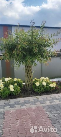 Живое плетеное дерево. Русская пальма