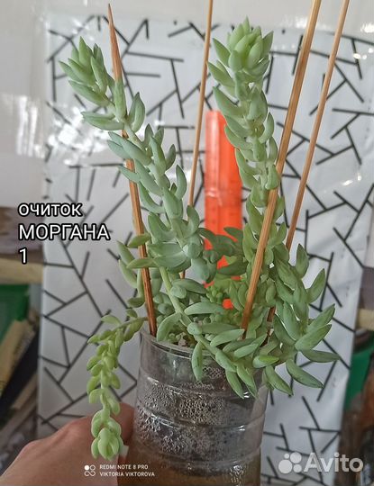 Очитки Моргана, Буритто